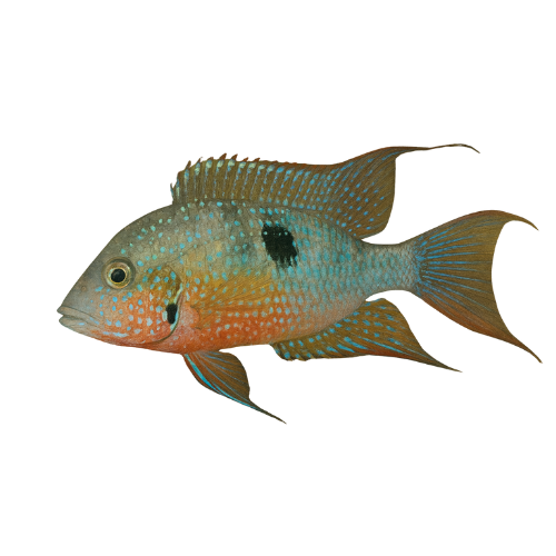 Thorichthys maculipinnis