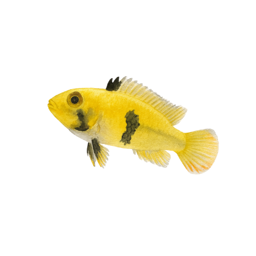 Apistogramma panduro