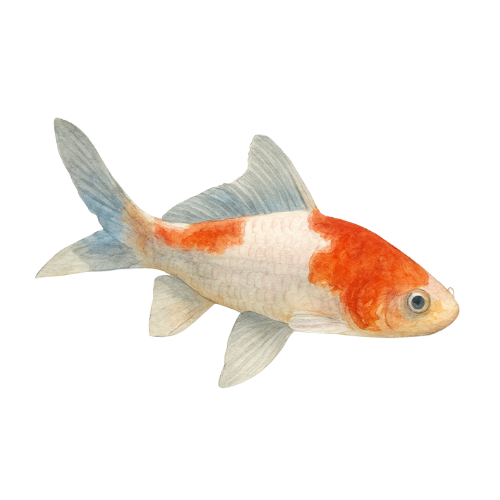 Carassius auratus sarasa