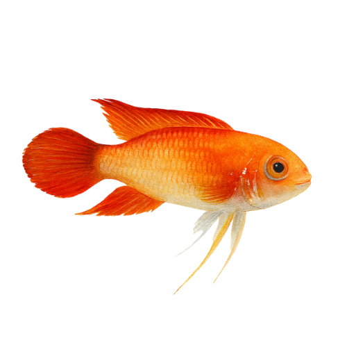 Apistogramma agassizii Super Red