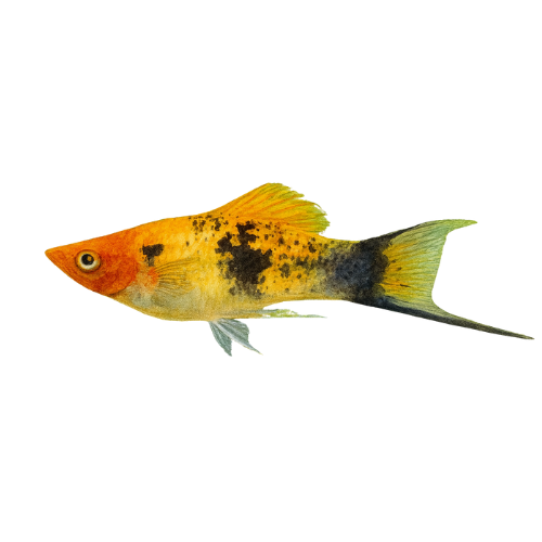 Swordtail Koi Tricolour