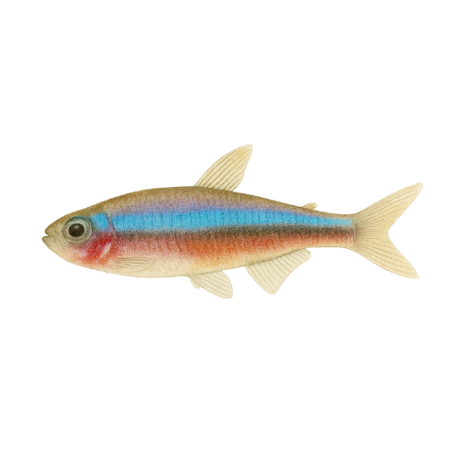 Paracheirodon simulans