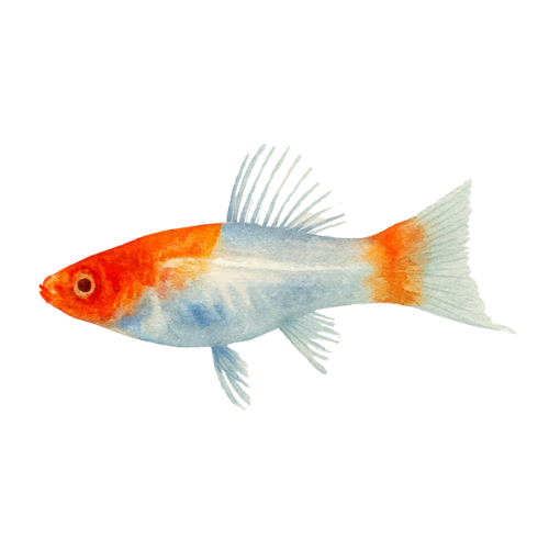 Swordtail koi albino