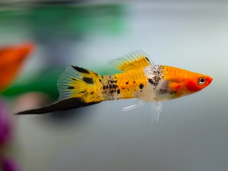 Swordtail Koi Tricolour