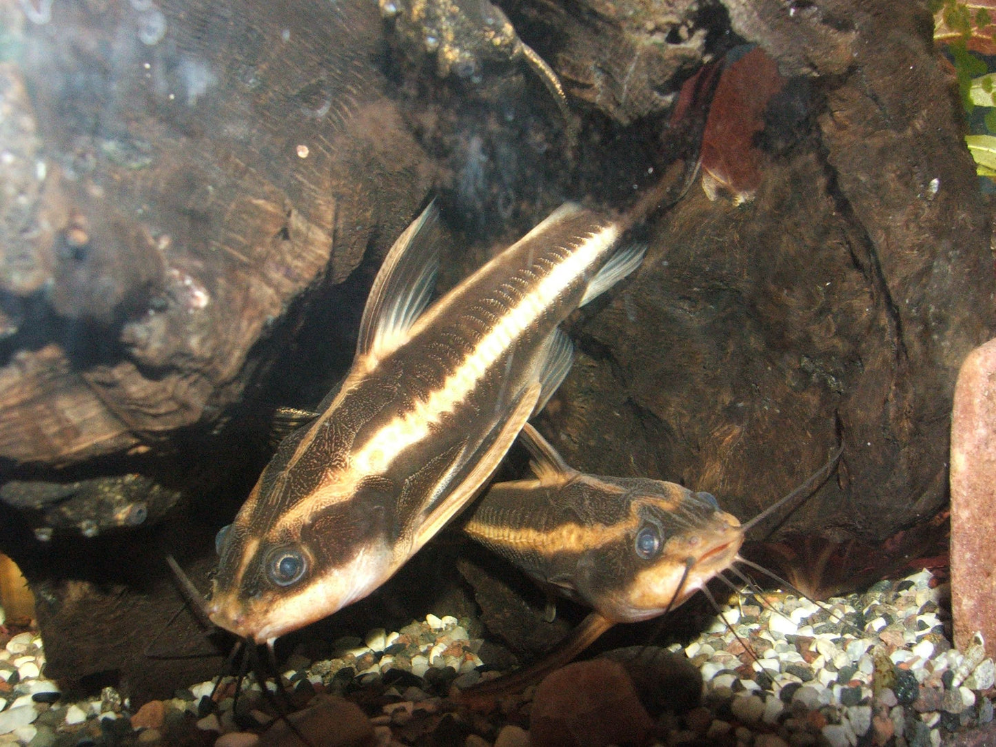 Platydoras costatus