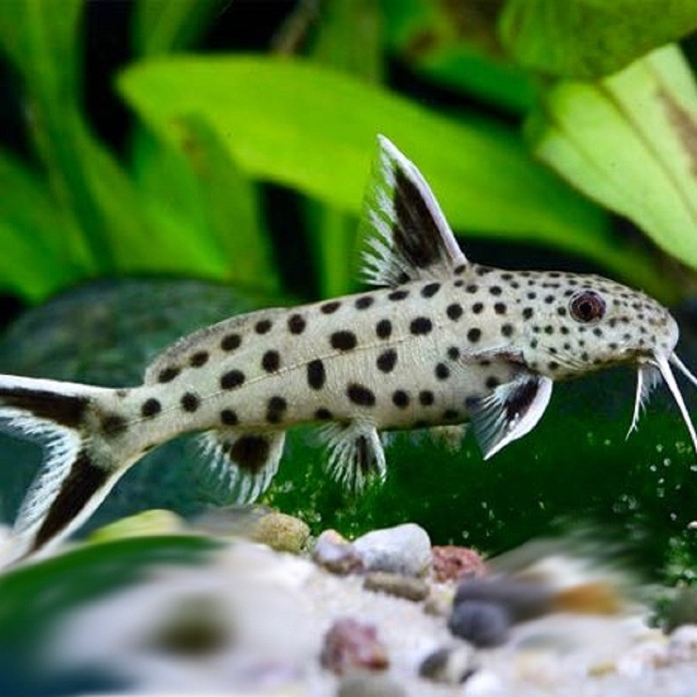 Synodontis petricola