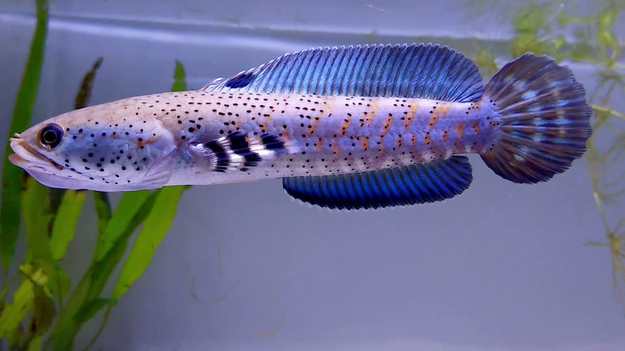 Channa pulchra