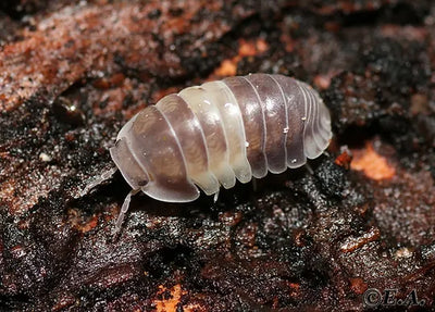 Isopod species