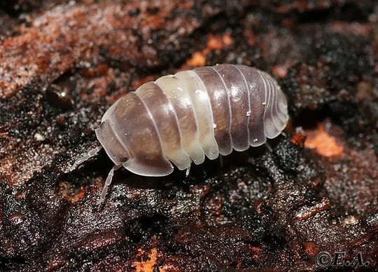 Isopod species