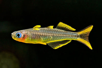 Pseudomugil furcatus