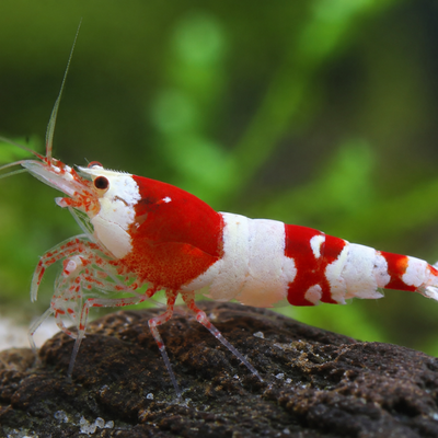 Caridina