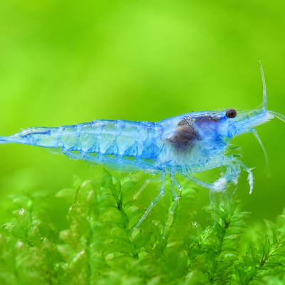 Neocaridina