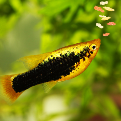 Aquarium equipment