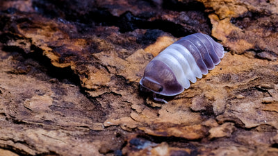 Invertebrates