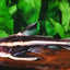 Platydoras costatus