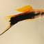 Swordtail Tuxedo