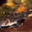 Aspidoras spilotus