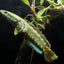 Channa pulchra