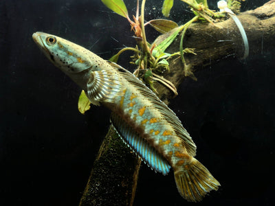 Channa pulchra