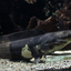 Claria Batrachus