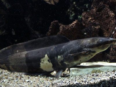 Clarias batrachus