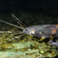 Claria Batrachus