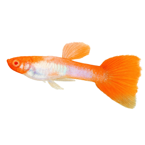 Guppy Koi Kohaku