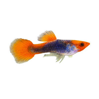 Guppy Koi Tuxedo