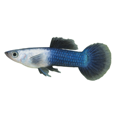 Guppy Panda