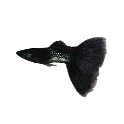 Guppy Black Metal Lace