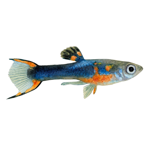 Endler guppy black flame