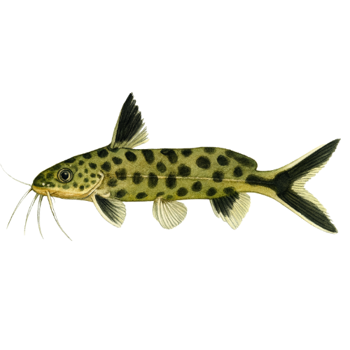 Synodontis petricola