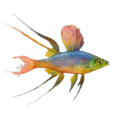 Iriatherina werneri