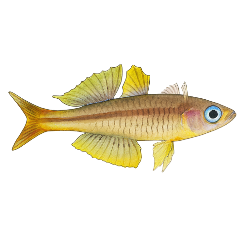 Pseudomugil iantsoffi