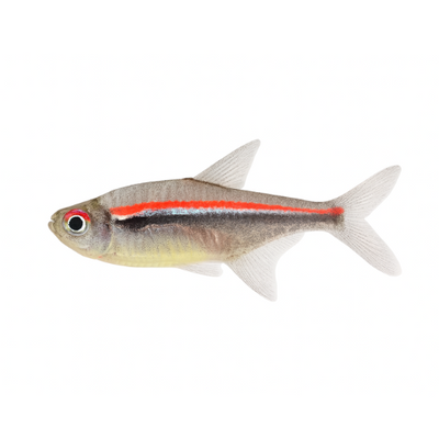Hyphessobrycon amapaensis
