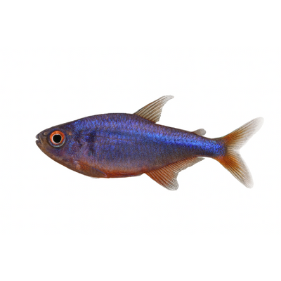 Hyphessobrycon wadai