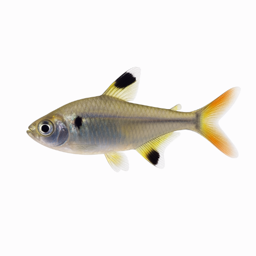 Pristella maxillaris