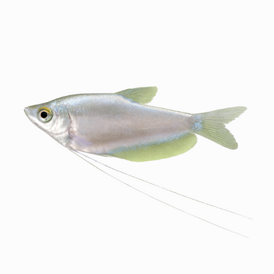 Trichogaster microlepis