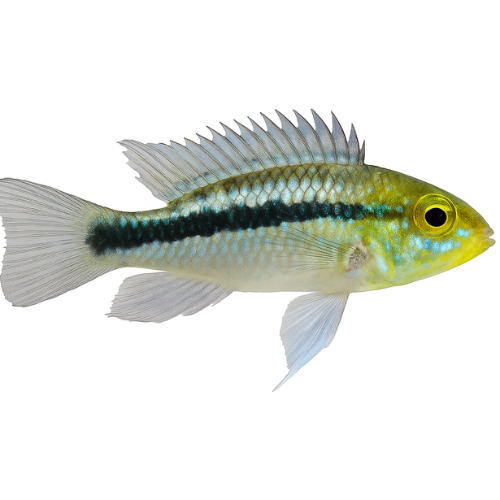 Apistogramma trifasciata
