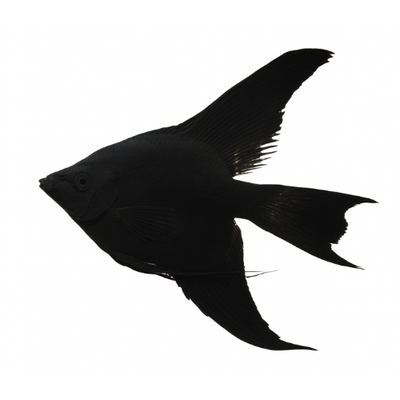 Pterophyllum scalare Black