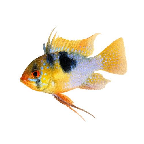 Microgeophagus ramirezi