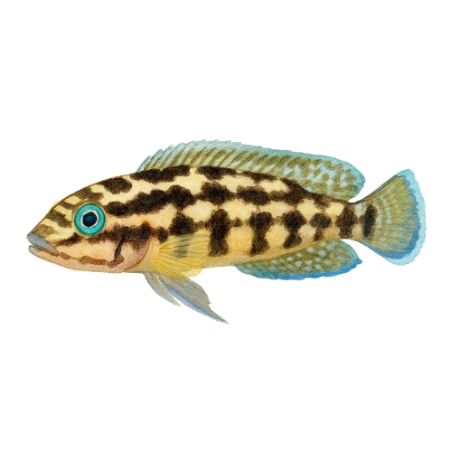 Julidochromis maleri