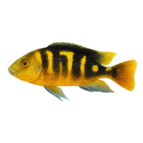 Pseudotropheus crabro