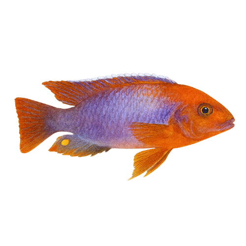 Iodotropheus sprengerae