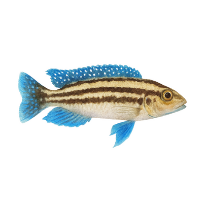 Julidochromis dickfeldi