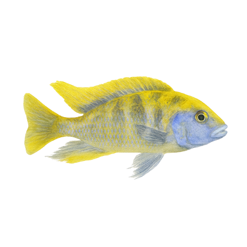 Nimbochromis venustus