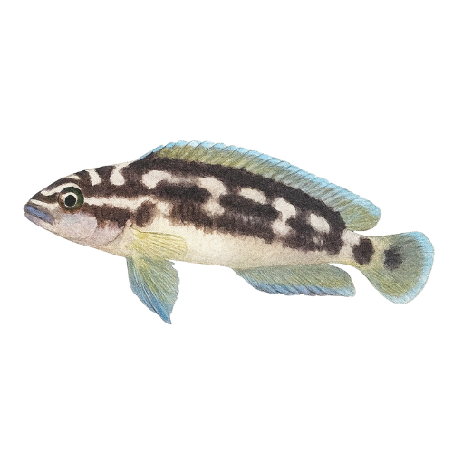 Julidochromis transcriptus