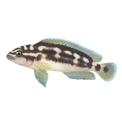 Julidochromis transcriptus
