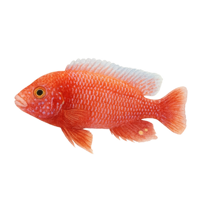 Aulonocara firefish