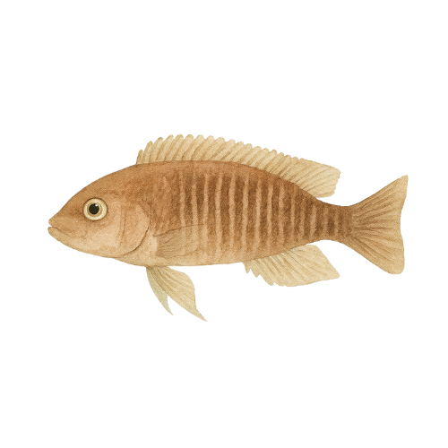 Neolamprologus multifasciatus